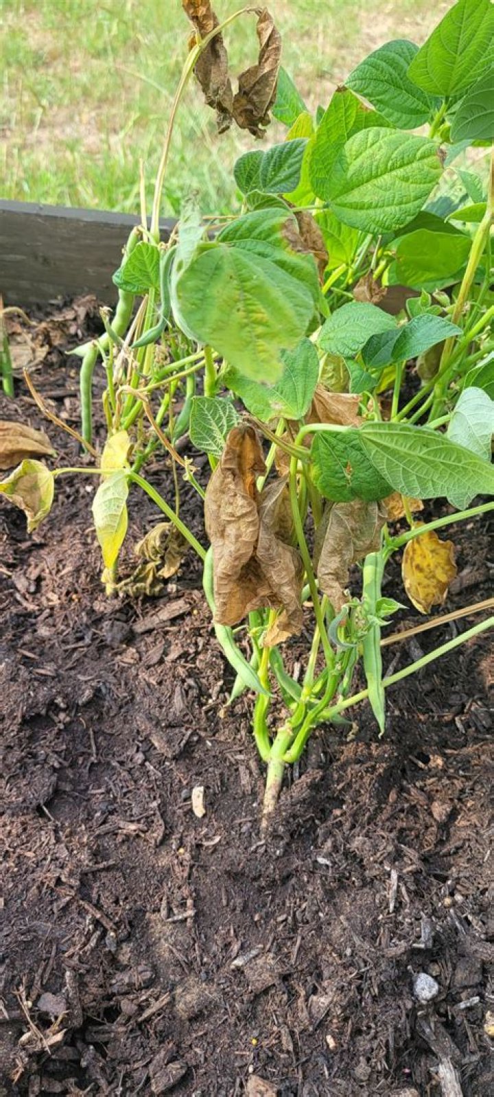 What is wrong with my bean plants?