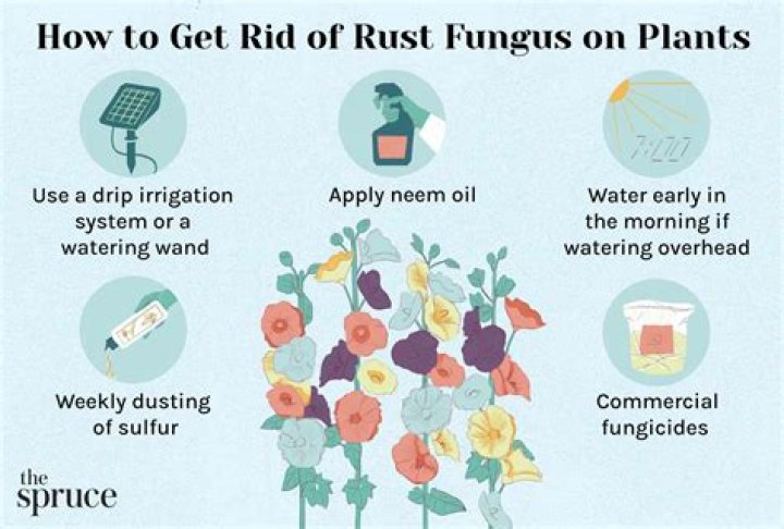 What kills rust on plants?