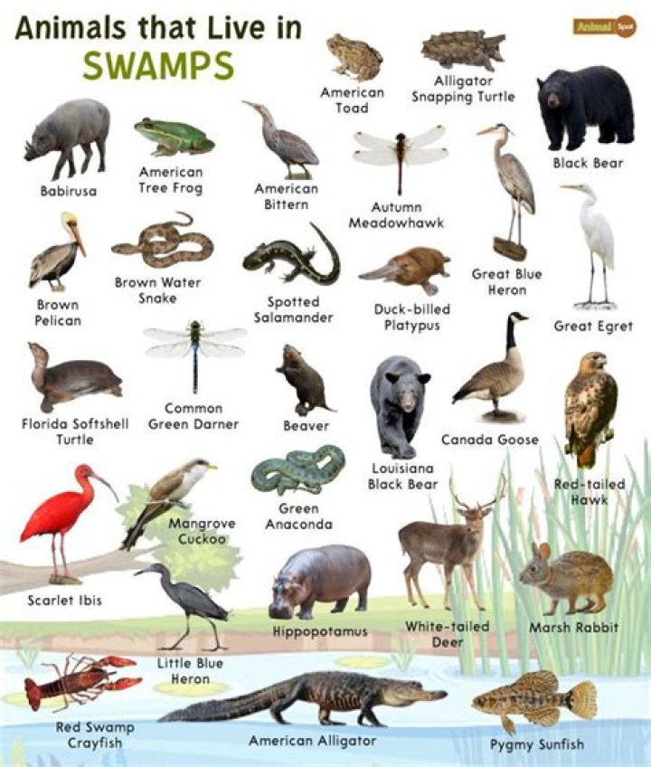 What kind of animals are in the Louisiana swamps?