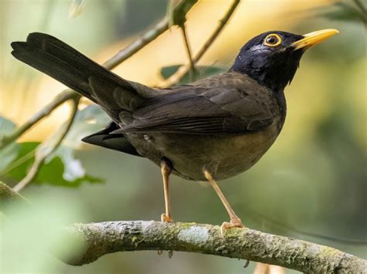 What kind of bird is a stilt?