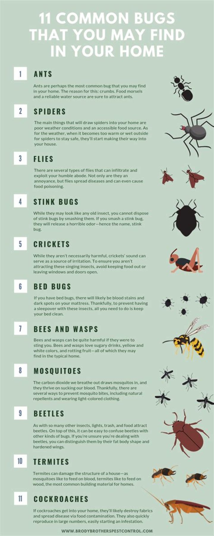 What kind of bugs can infest your home?