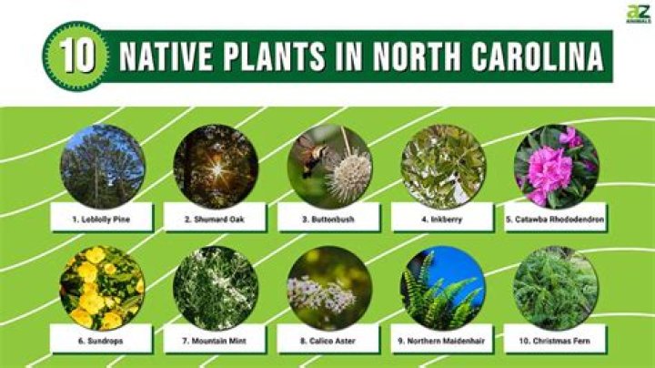 What kind of plants were domesticated to be eaten?