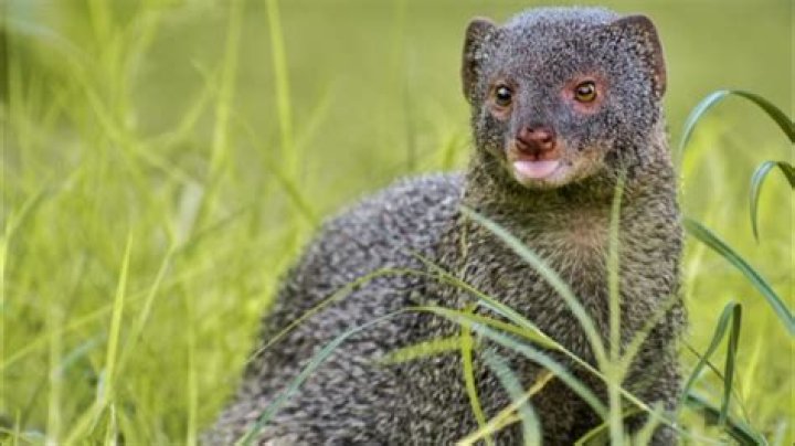 What kind of sound does a mongoose make?