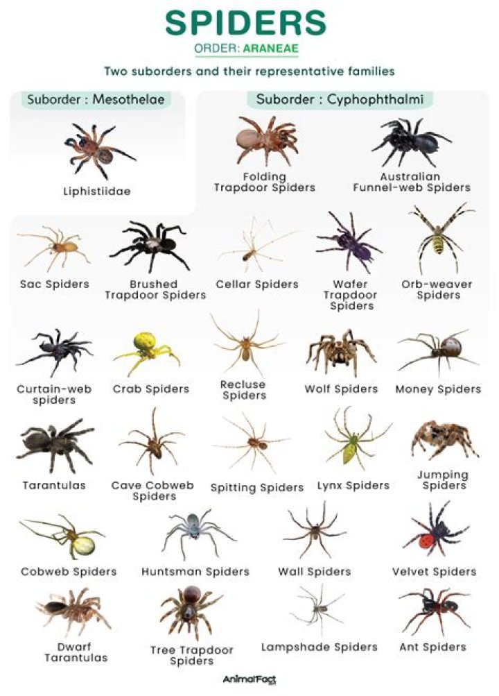 What kind of spider looks like a grasshopper?