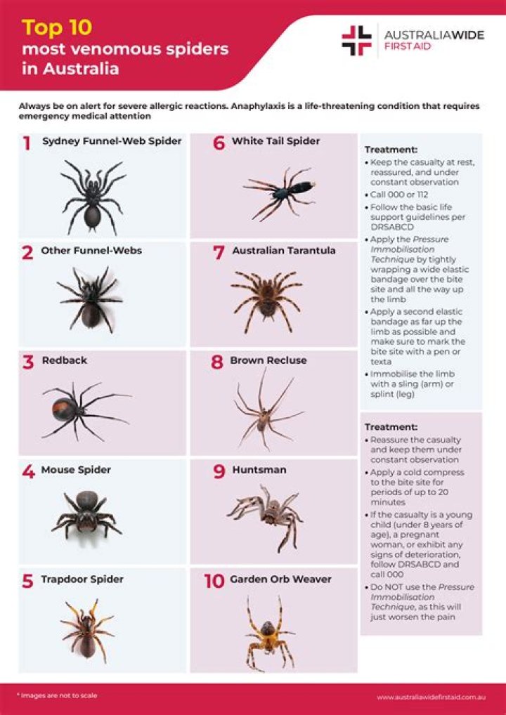 What kind of spider makes a vertical web?