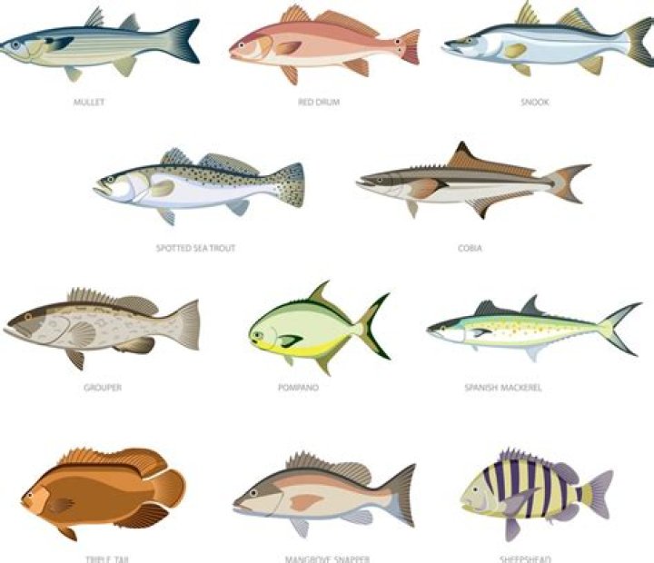 What kinds of fish are in the Gulf of Mexico?