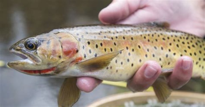 What lakes have been stocked in Colorado?