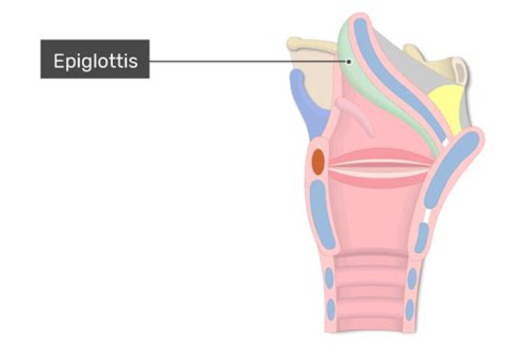 What ligament opens the epiglottis?