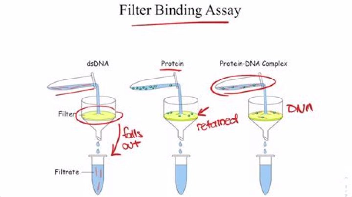 What makes a filter low protein binding?