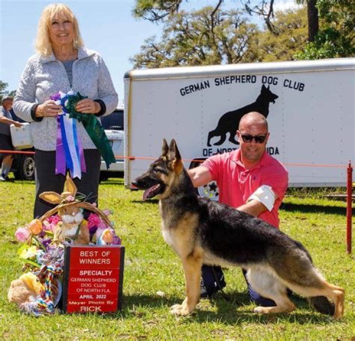 What makes a show quality German Shepherd?