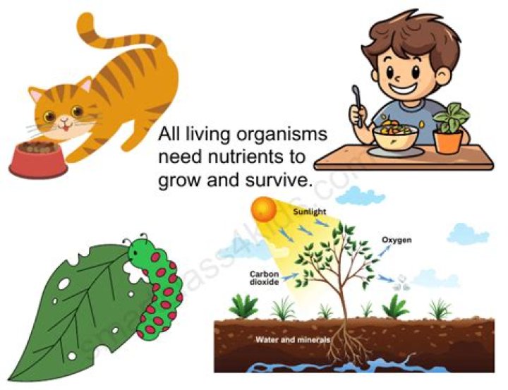 What makes all living things organic?