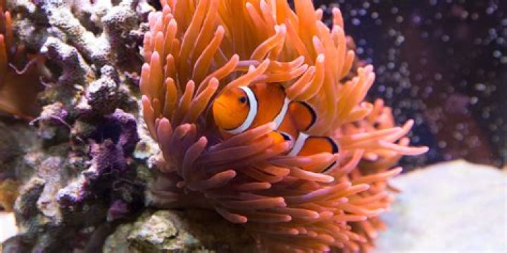 What makes anthozoa unique?