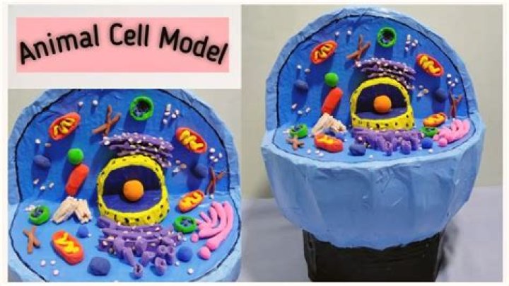 What materials can I use to make an animal cell model?