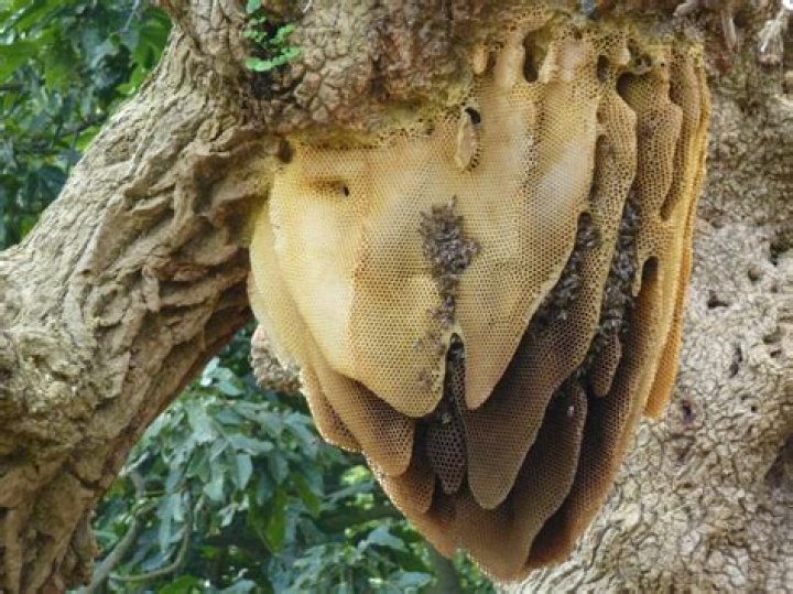 What month do bees build nests?