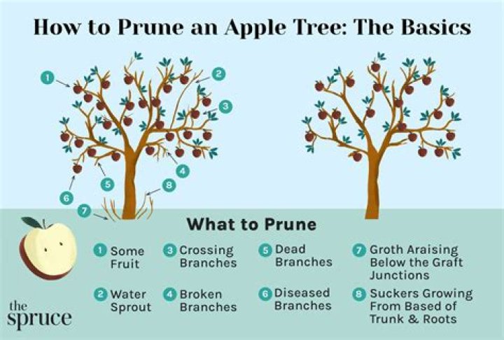What month do you prune apple trees?