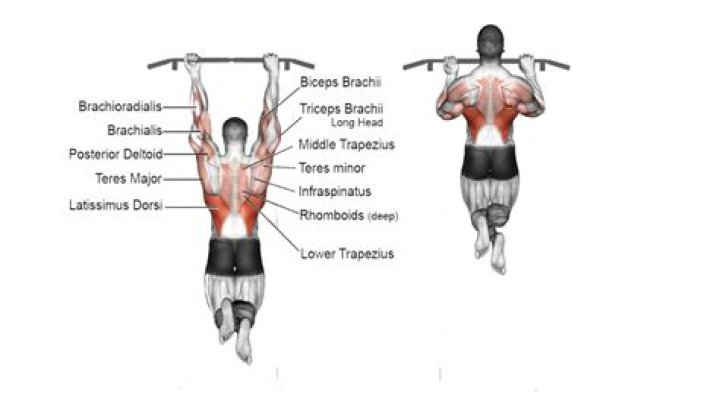 What movements are involved in pull-ups?