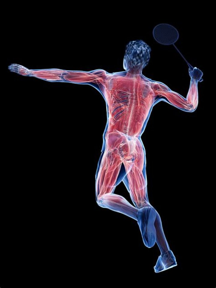 What muscles are used in a badminton smash?