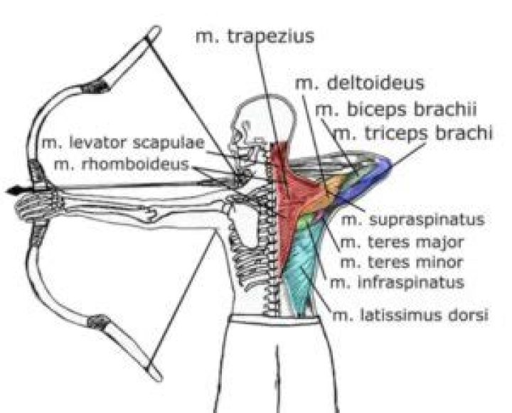 What muscles are worked during archery?