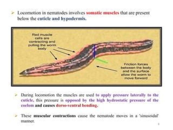 What muscles do nematodes use to move?