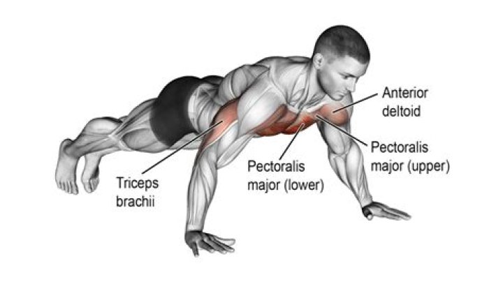 What muscles do push up rows work?