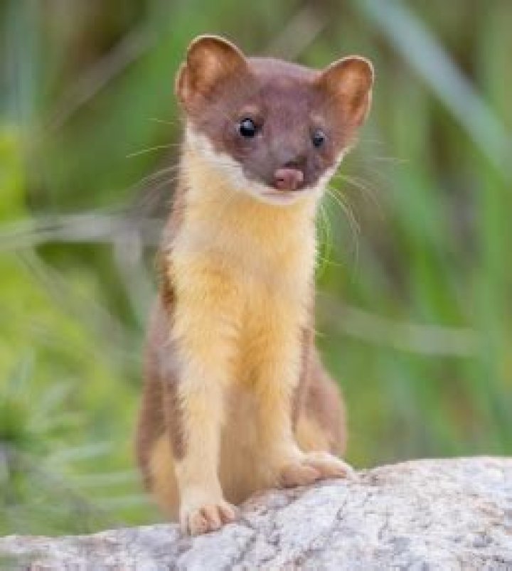 What noises do weasels make?