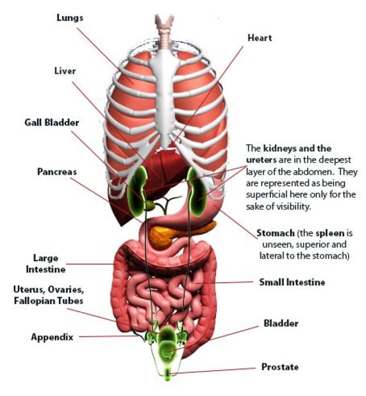 What organ is behind the belly button?