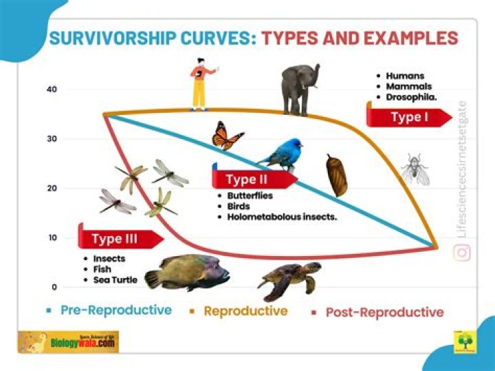 What organisms have a Type 3 survivorship curve?