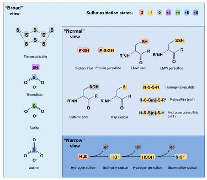 What organisms produce hydrogen sulfide?