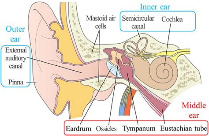 What organs are in the middle ear cavity?
