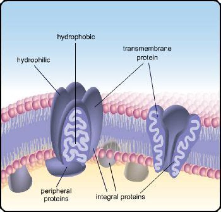What part of a transmembrane protein is hydrophilic?