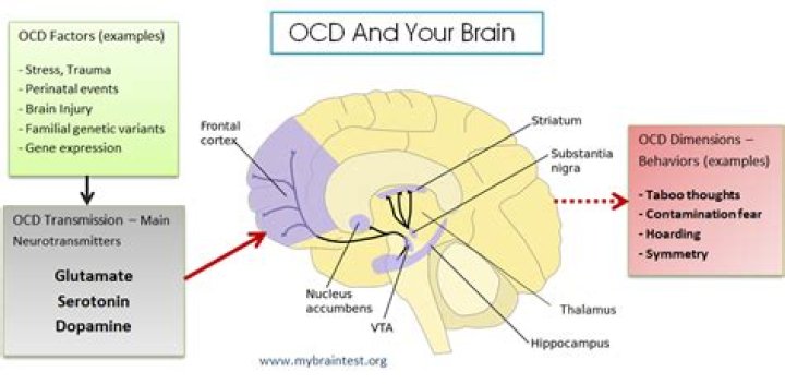 What part of the brain is implicated in OCD?