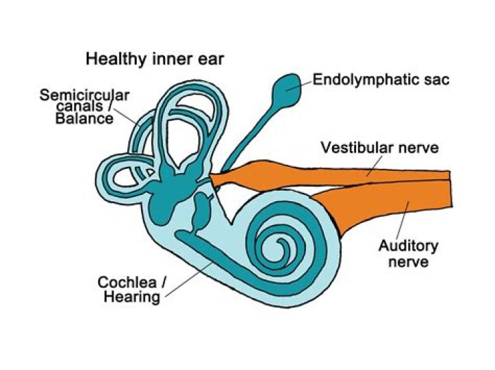What part of the ear is responsible for dynamic equilibrium?