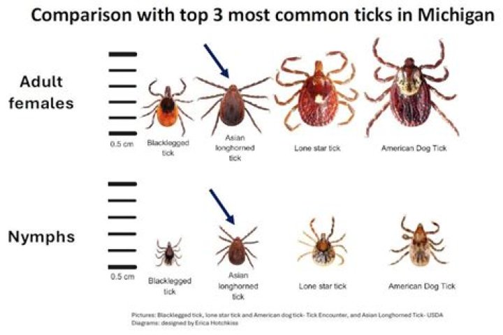 What percentage of ticks carry disease in Michigan?