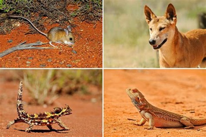 What plants and animals live in the Great Victoria Desert?