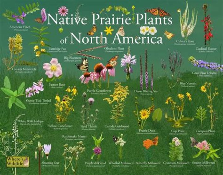 What plants are native to Canada?