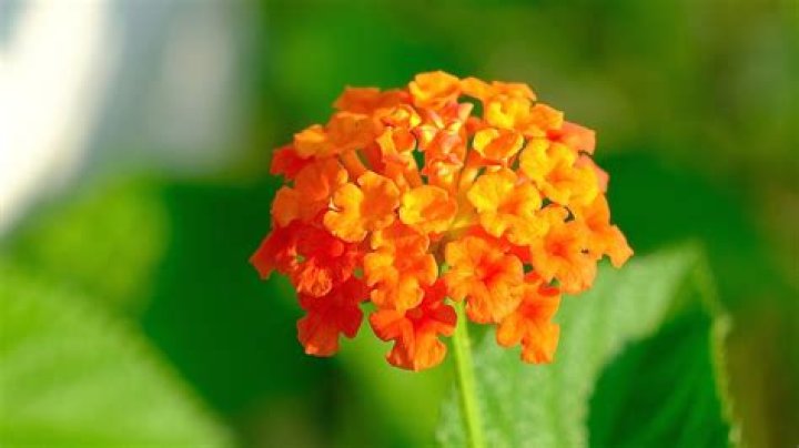 What plants do well in Houston TX?