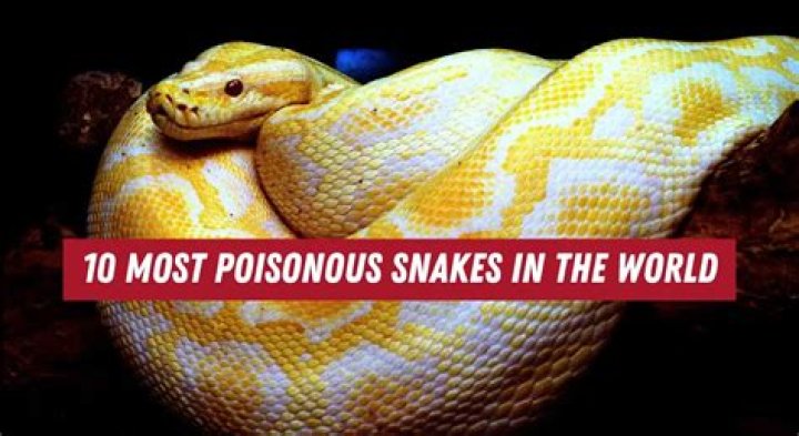 What poisonous snakes live in Alaska?