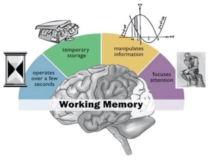 What processes are involved in working memory?