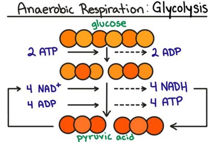 What products of glycolysis are used in cellular respiration?