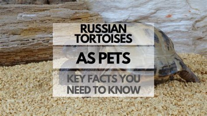 What reptiles are available at Petco?