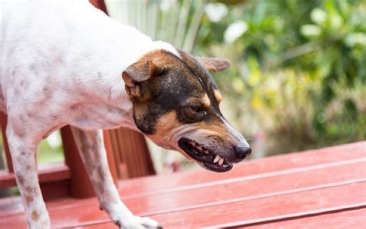 What should I do if my dog chases a coyote?