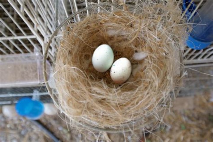 What should I do if my parakeet lays eggs?