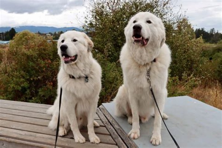 What Should I Feed My Great Pyrenees puppy?