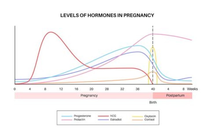 What should my hCG and progesterone levels be?