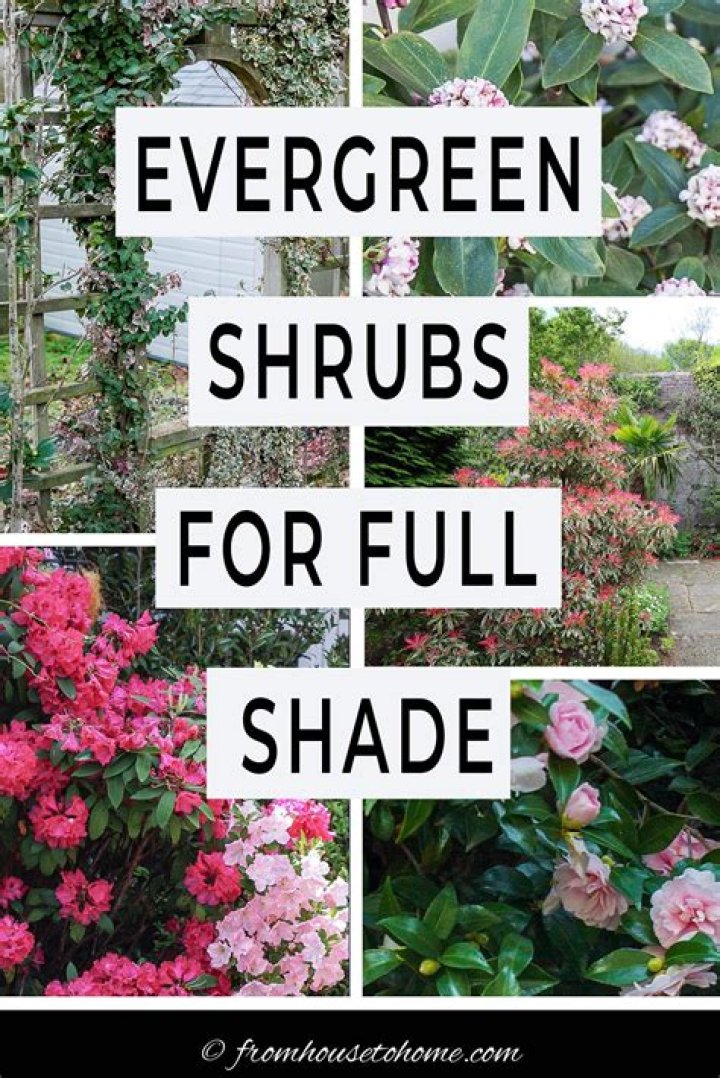 What shrubs grow in full shade NZ?