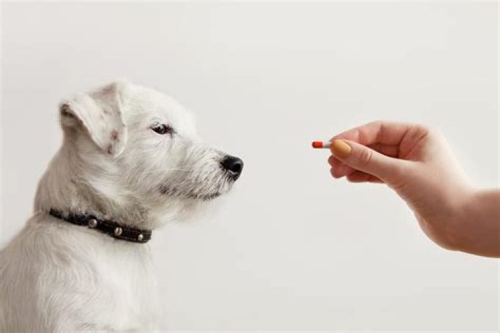 What side effects does Rimadyl have on dogs?