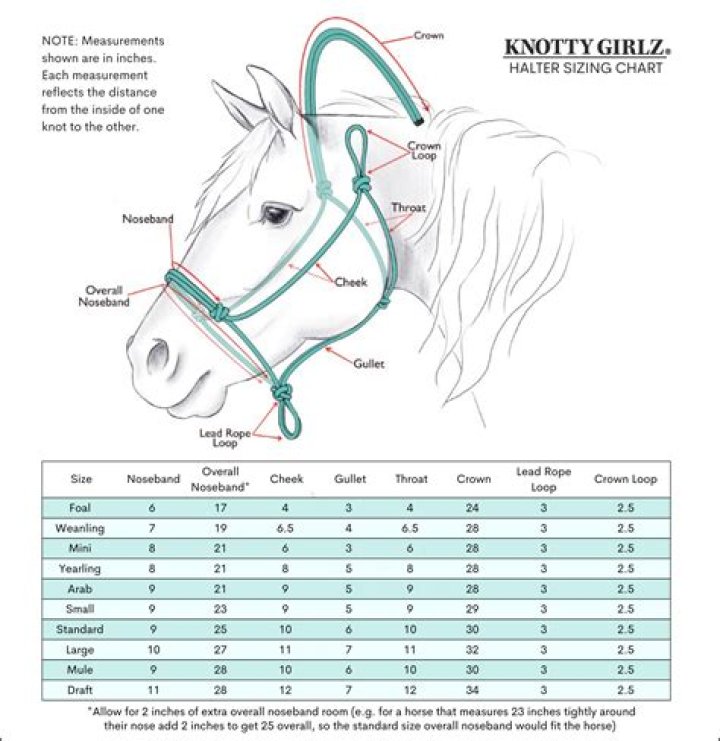 What size halter does a pony wear?