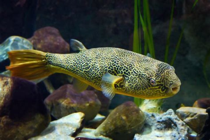 What size tank does a Mbu puffer need?