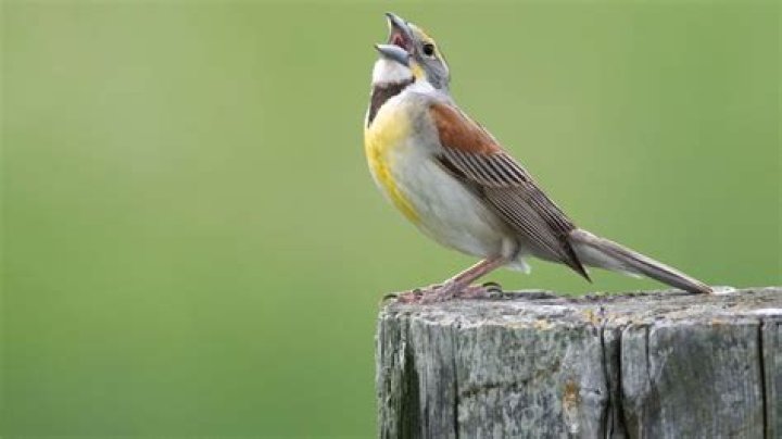 What sound does a Dickcissel make?