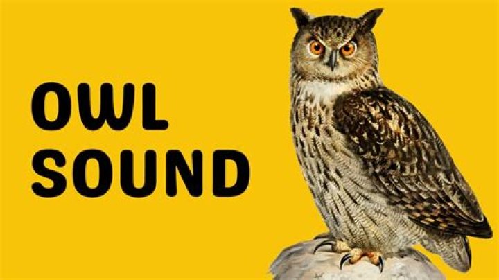 What sound does an Australian barn owl make?
